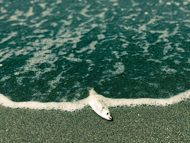 a fish that is laying on the sand