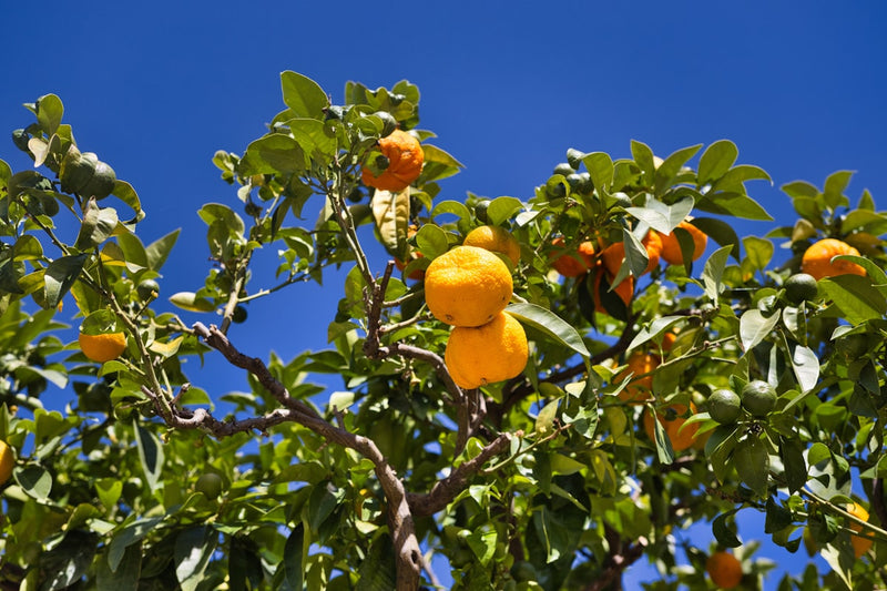 Oranges ripening on a tree under a clear blue sky