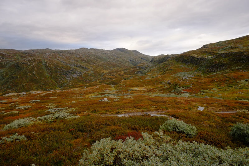 Autumnal mountain landscape with low vegetation.