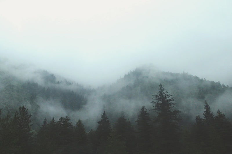 gray forest with fog