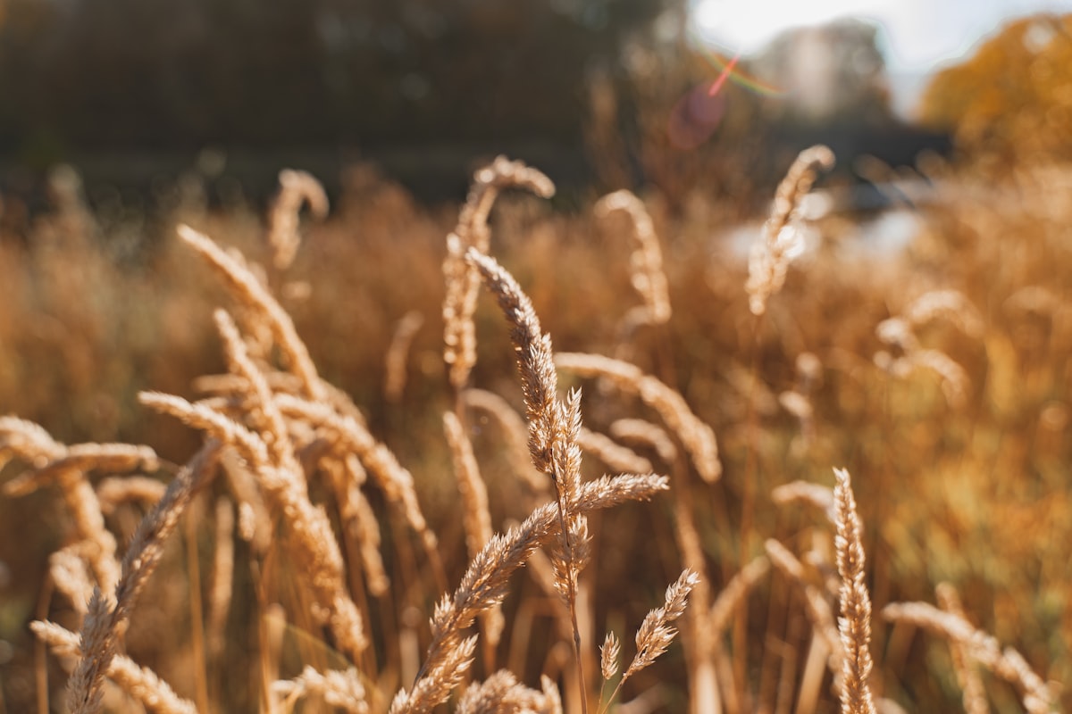 brown wheat field during daytime