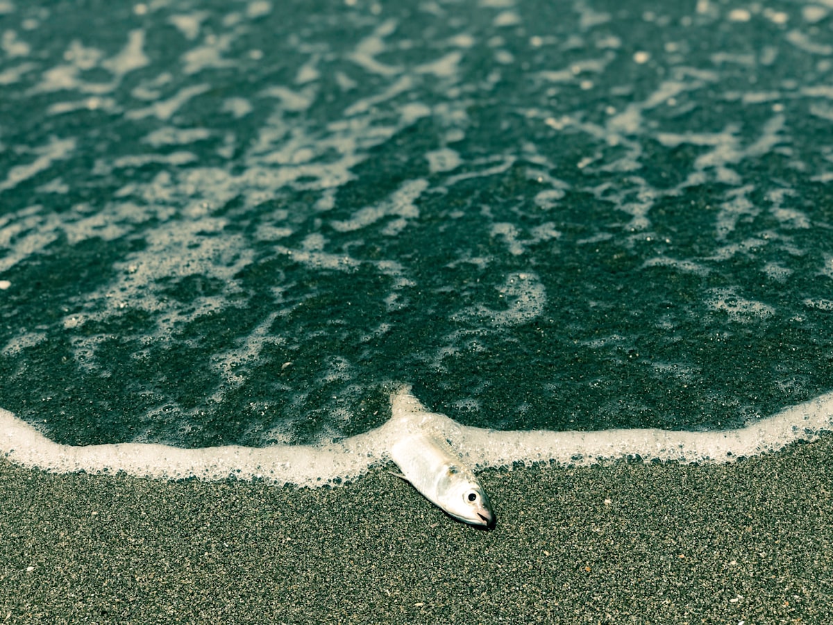 a fish that is laying on the sand