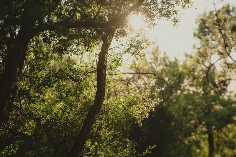 the sun shines through the trees in the forest