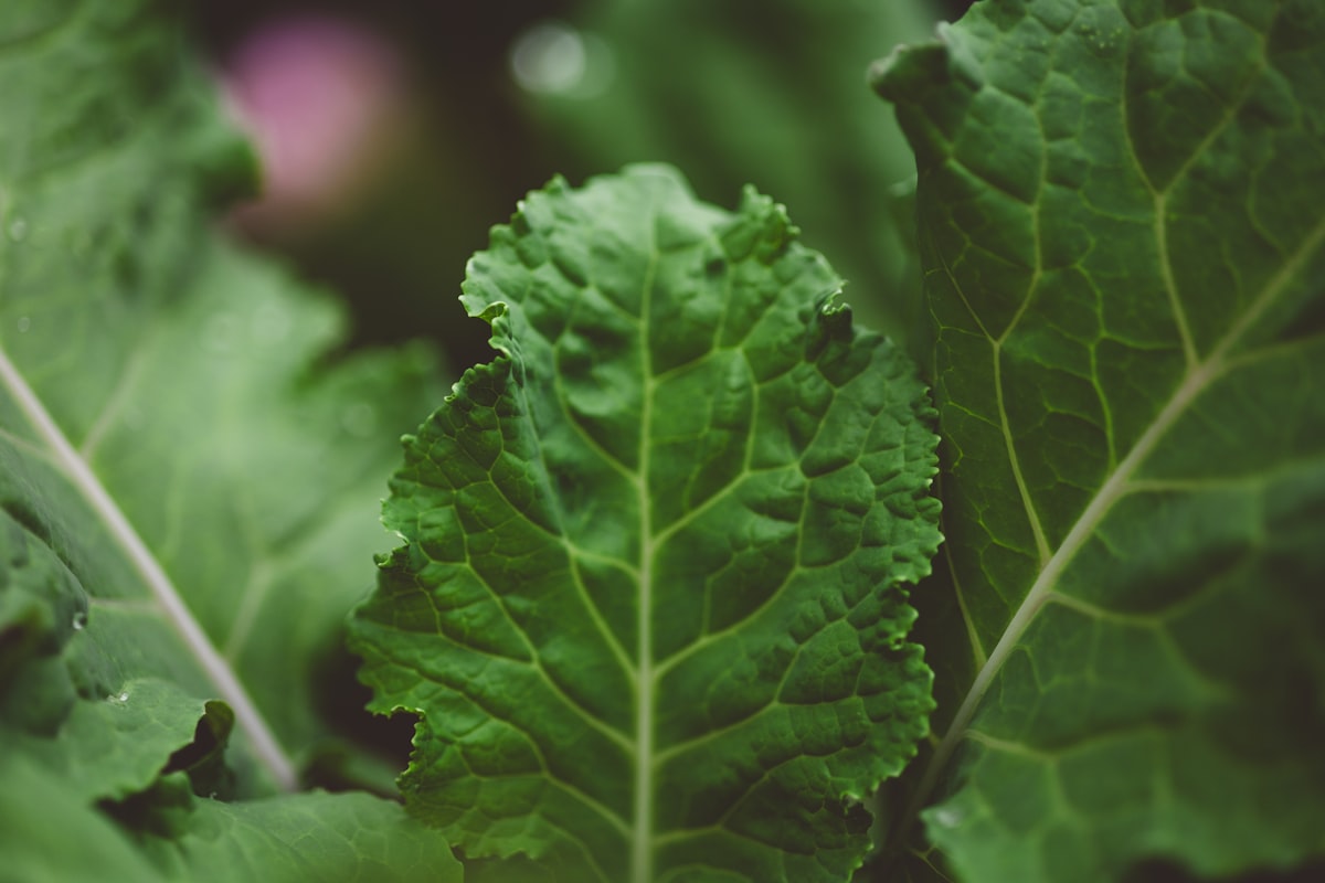 a close up of a green leafy plant
