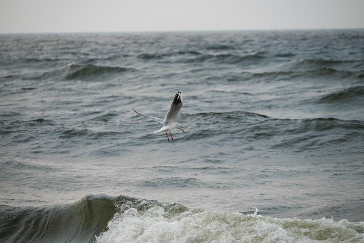 A bird flying over a wave in the ocean