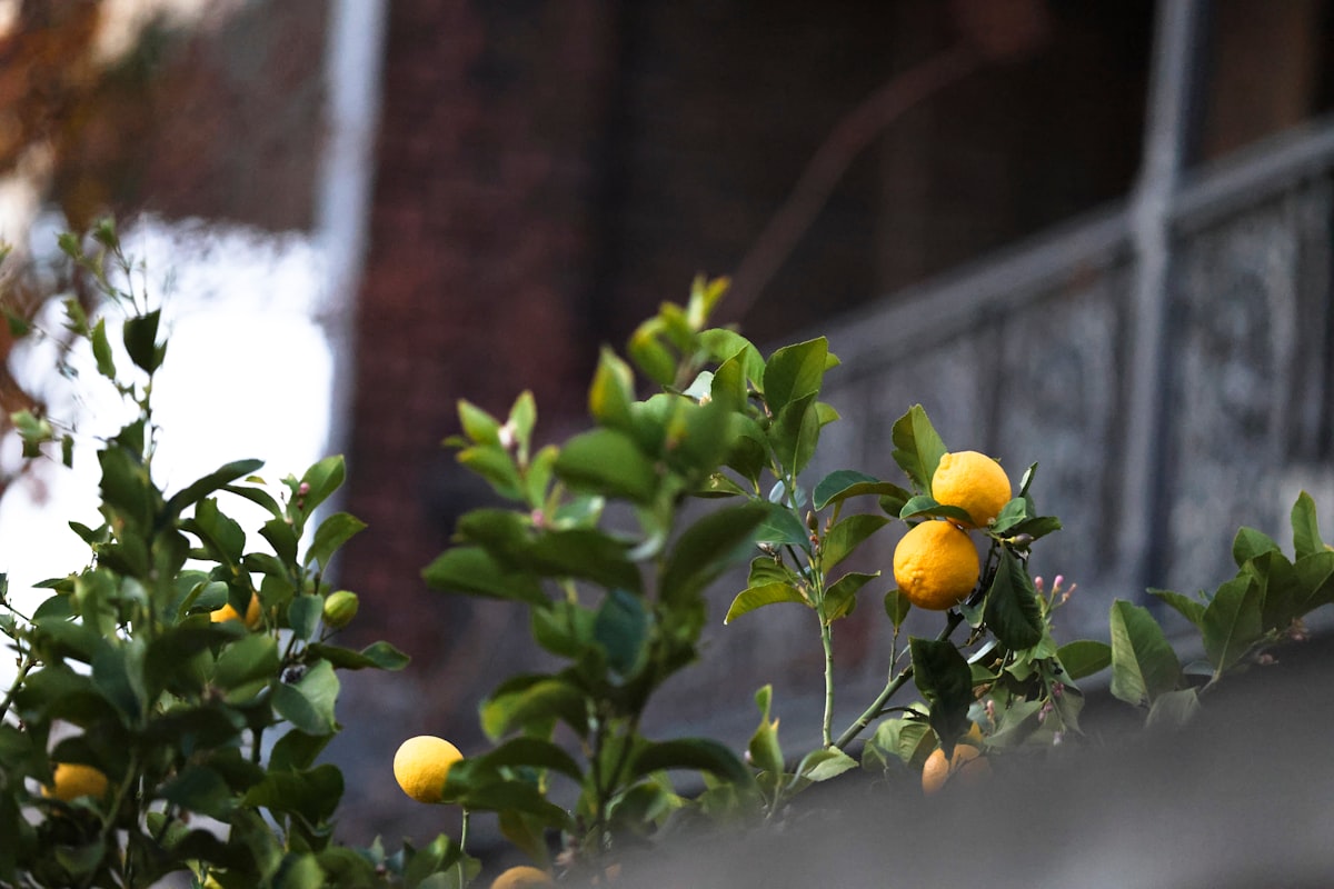 A lemon tree is displayed with ripe fruits.