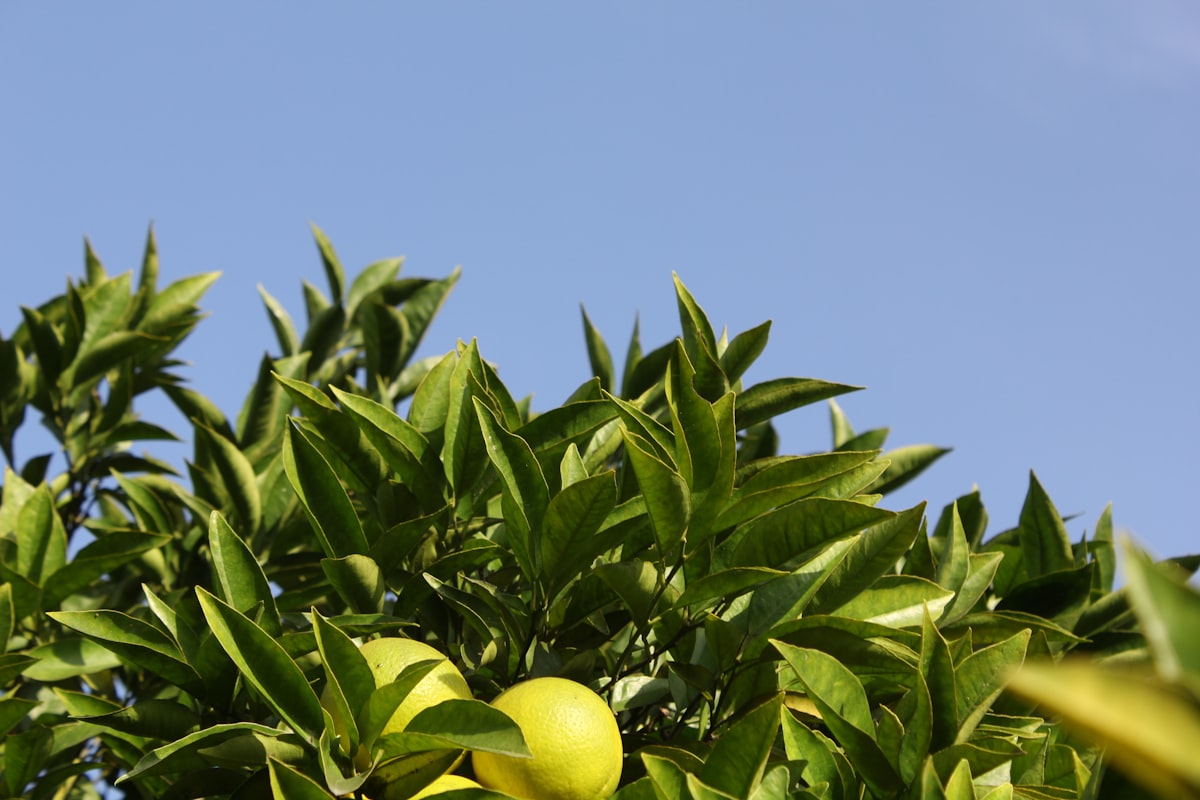 Green fruit and leaves against a clear blue sky