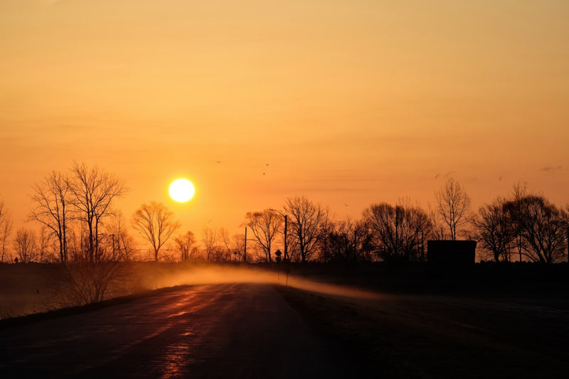 Sunrise over a misty road with silhouetted trees