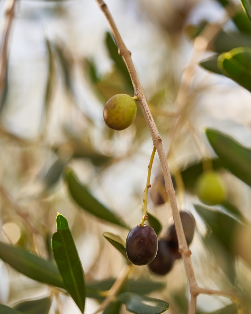 Olive Leaf Extract — natural source imagery