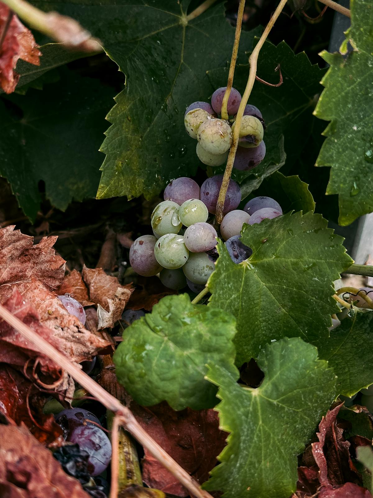 Grape Seed Extract — natural source imagery