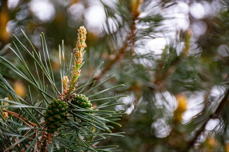 Pine Bark Extract — natural source imagery