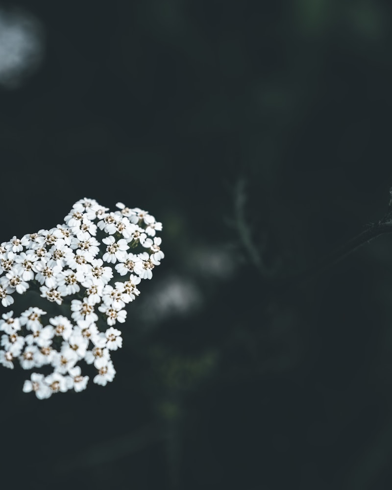 Bacopa Monnieri — natural source imagery