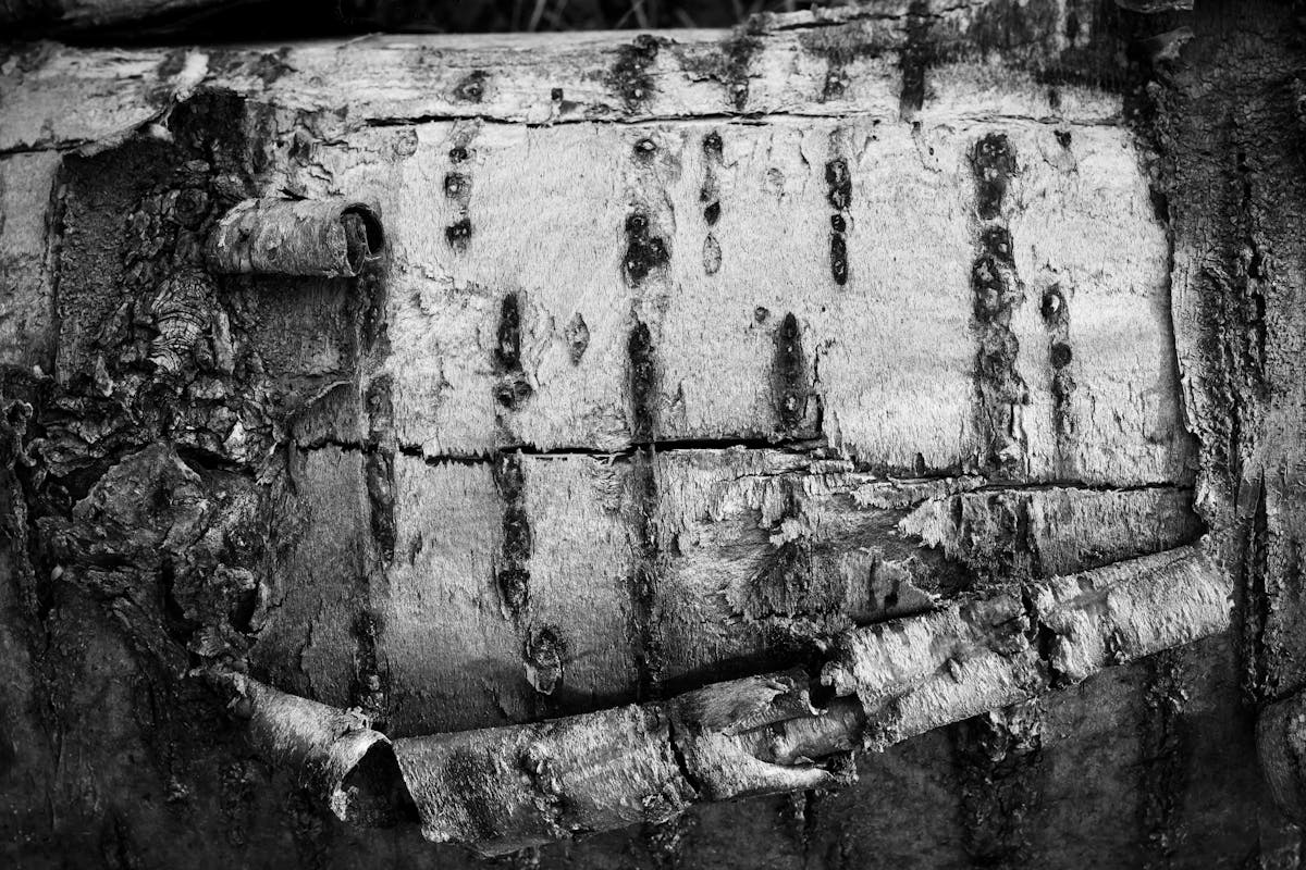 Xylitol — natural source imagery