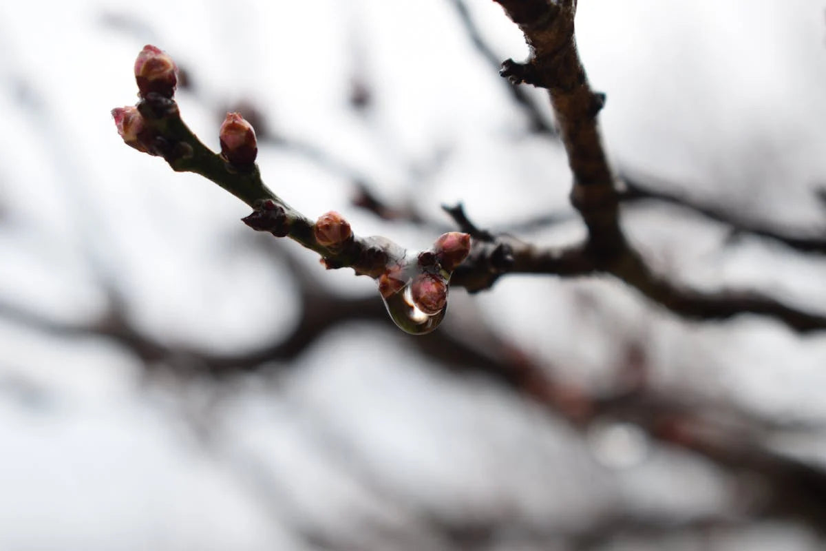 Japanese Green Plum — natural source imagery
