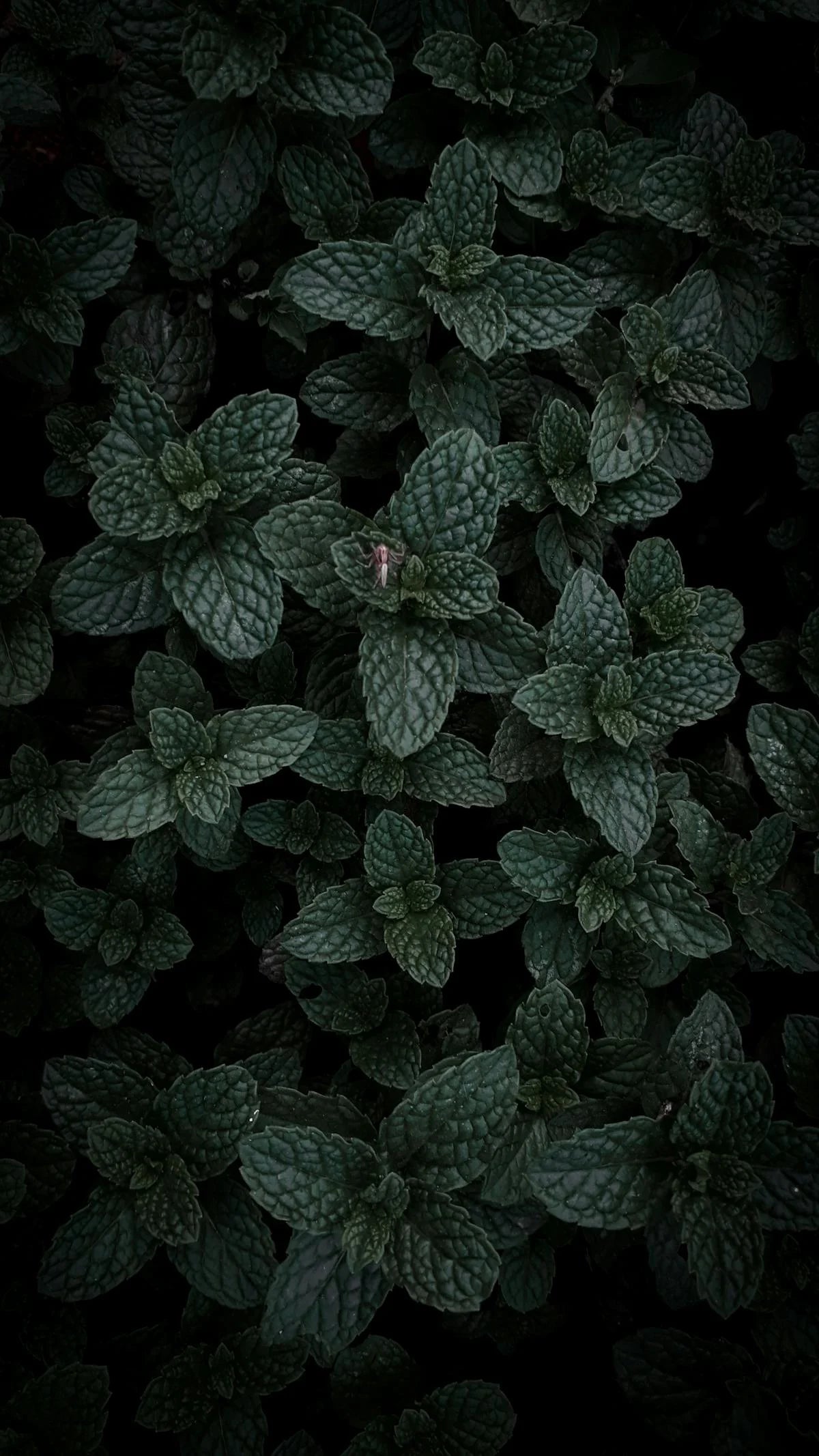 Mint Powder — natural source imagery