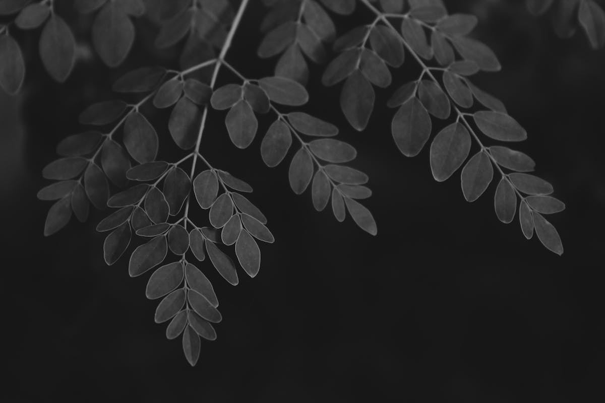 Moringa Leaf — natural source imagery