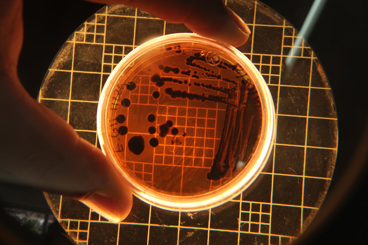 Probiotic (Bacillus coagulans) — natural source imagery