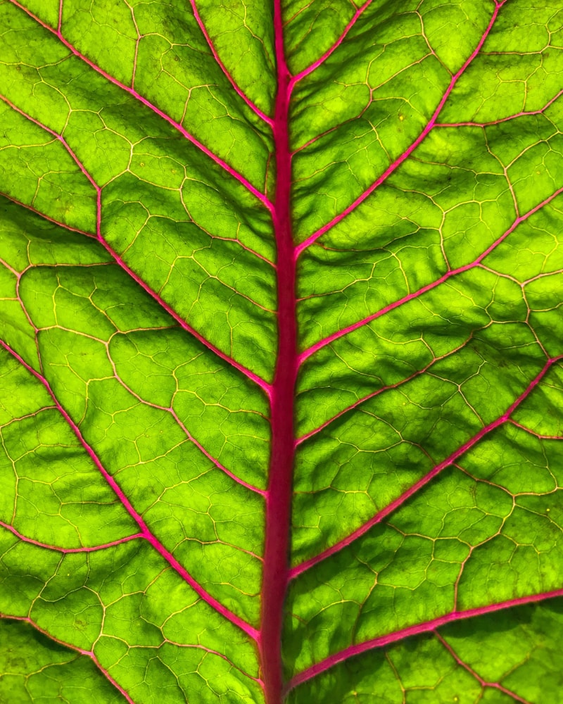 Alpha Lipoic Acid — natural source imagery