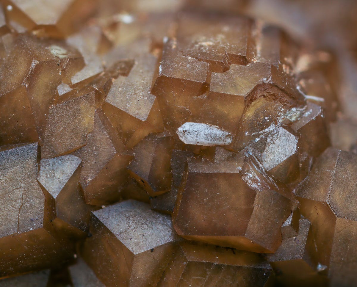 Taurine — natural source imagery