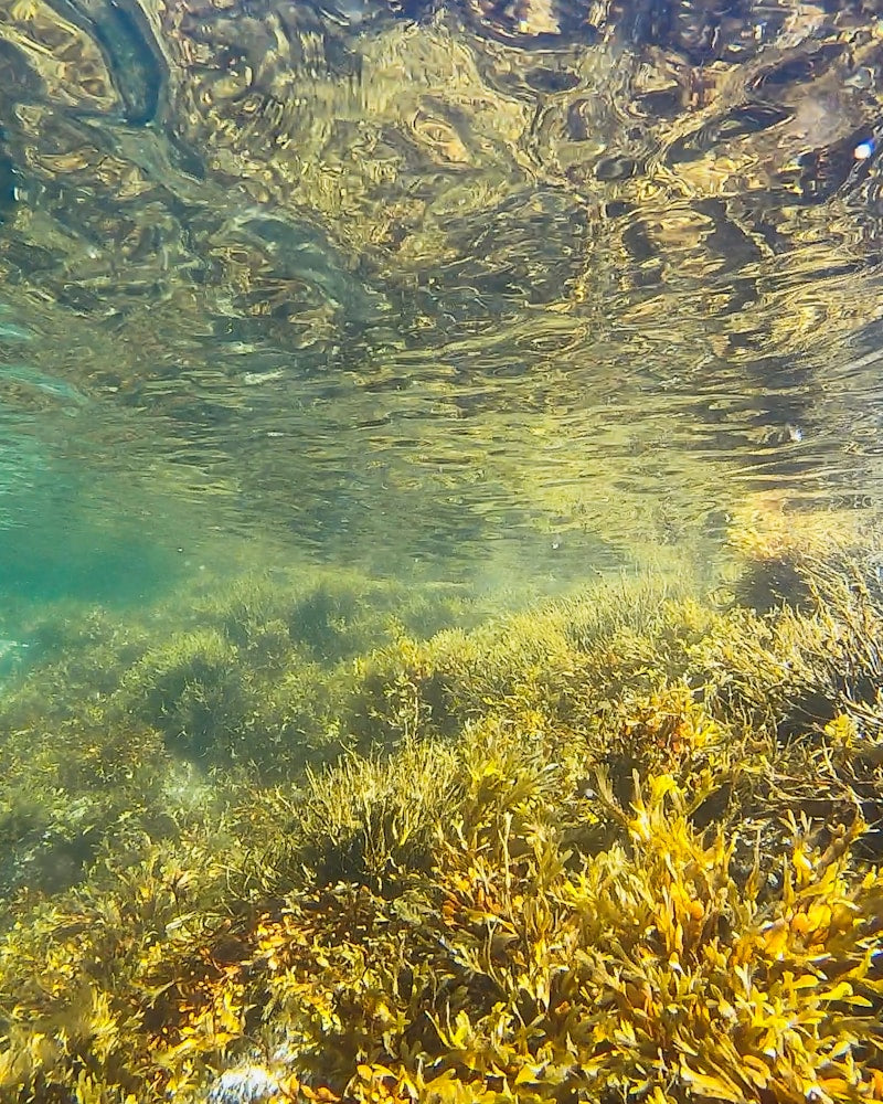 Algal DHA — natural source imagery